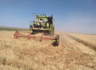 إدارة مشروع الجزيرة:إنتاجية القمح تتجاوز المليون طن بالمشروع إدارة مشروع الجزيرة:إنتاجية القمح تتجاوز المليون طن بالمشروع