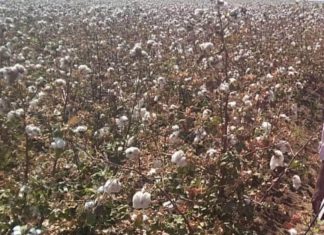 بداية جني القطن “المحور وراثياً”بالنيل الأبيض بداية جني القطن “المحور وراثياً”بالنيل الأبيض
