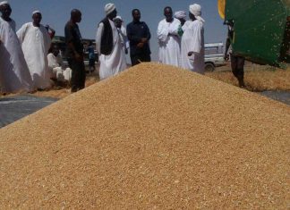 تسييرية مزارعي الجزيرة والمناقل تنفي وجود تجاوزات في شراء القمح تسييرية مزارعي الجزيرة والمناقل تنفي وجود تجاوزات في شراء القمح