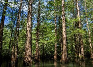 مطالبة بتدخل عاجل لوقف الاعتداء على الغابات بالقضارف مطالبة بتدخل عاجل لوقف الاعتداء على الغابات بالقضارف