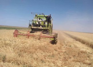 وكيل الزراعة يتوقع وصول إنتاج القمح إلى 200 ألف طن وكيل الزراعة يتوقع وصول إنتاج القمح إلى 200 ألف طن