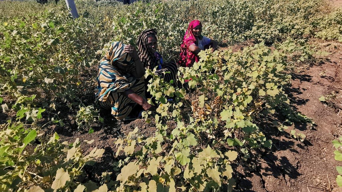 قصة “الفشقة” التي كادت تشعل حرباً بين السودان وإثيوبيا