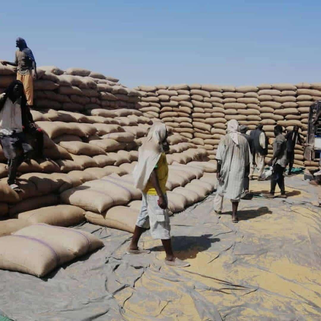 توريد 52 ألف جوال قمح للبنك الزراعي من القرشي بالجزيرة توريد 52 ألف جوال قمح للبنك الزراعي من القرشي بالجزيرة