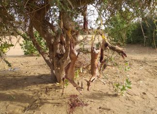 نشطاء البيئة يرفعون صوتهم ضد الصيد الجائر للحيونات النادرة نشطاء البيئة يرفعون صوتهم ضد الصيد الجائر للحيونات النادرة