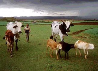 الثروة الحيوانية تبحث إنشاء وكالة للتحول الزراعي الثروة الحيوانية تبحث إنشاء وكالة للتحول الزراعي