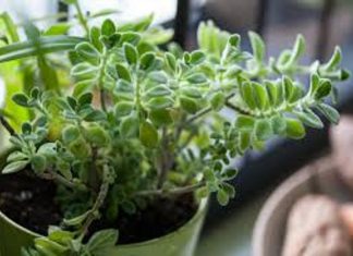 لاستعادة حاسة الشم .. جرب هذا النبات لاستعادة حاسة الشم .. جرب هذا النبات