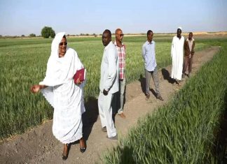 السياسات الزراعية.. عقبات في طريق الحل السياسات الزراعية.. عقبات في طريق الحل