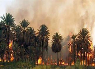 استمرار حرائق النخيل بمحلية “دلقو” في الشمالية للأسبوع الثاني توالياً استمرار حرائق النخيل بمحلية “دلقو” في الشمالية للأسبوع الثاني توالياً