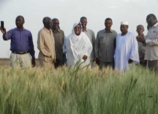 شح الوقود يهدد حصاد القمح بولاية النيل الابيض شح الوقود يهدد حصاد القمح بولاية النيل الابيض
