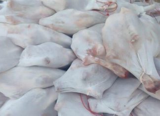 (35) طن من لحوم الضان هدية من السودان للأردن (35) طن من لحوم الضان هدية من السودان للأردن