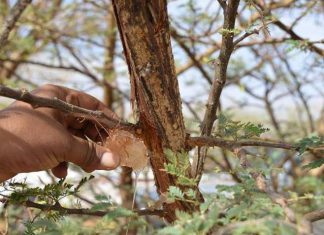 لجان المقاومة تبتدر إعادة إعمار حزام الصمغ العربي بزراعة 60 ألف شتلة لجان المقاومة تبتدر إعادة إعمار حزام الصمغ العربي بزراعة 60 ألف شتلة