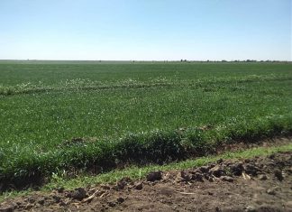 المراجع ينهي عقد مدير الإدارة الزراعية بمشروع الجزيرة المراجع ينهي عقد مدير الإدارة الزراعية بمشروع الجزيرة