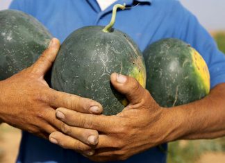 فوائد سحرية للبطيخ… كيف يمكن انتقاء أفضل ثمرة فوائد سحرية للبطيخ... كيف يمكن انتقاء أفضل ثمرة