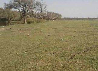 مليونا فدان من الغابات بشرق السودان مهددة بالفناء على يد اللاجئين الإثيوبيين مليونا فدان من الغابات بشرق السودان مهددة بالفناء على يد اللاجئين الإثيوبيين