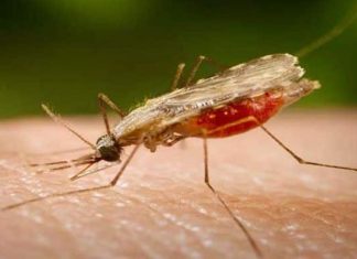 السودان يسجّل 46% من حالات الإصابة بالملاريا في إقليم شرق المتوسط السودان يسجّل 46% من حالات الإصابة بالملاريا في إقليم شرق المتوسط