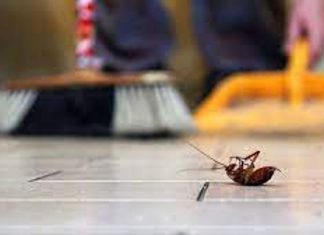 ثلاث حيل للقضاء على الحشرات المنزلية ثلاث حيل للقضاء على الحشرات المنزلية