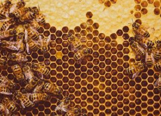 اكتشاف آثار إشعاع نووي في العسل الأميركي اكتشاف آثار إشعاع نووي في العسل الأميركي