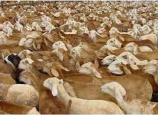 مجهودات لتنمية قطاع الثروة الحيوانية بالنيل الأبيض مجهودات لتنمية قطاع الثروة الحيوانية بالنيل الأبيض