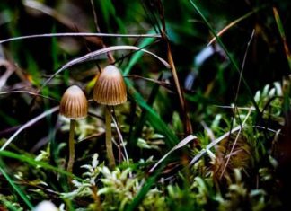 الاكتئاب: هل يحمل الفطر السحري مفتاح علاجه؟ الاكتئاب: هل يحمل الفطر السحري مفتاح علاجه؟