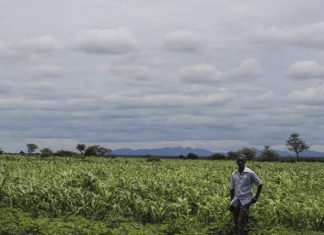 جنوب كردفان: أزمة إلغاء العقود الزراعية جنوب كردفان: أزمة إلغاء العقود الزراعية