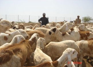 استئناف صادر المواشي السودانية إلى السعودية استئناف صادر المواشي السودانية إلى السعودية