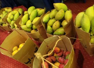 تصدير 20 طن مانجو مبردة الى مصر تصدير 20 طن مانجو مبردة الى مصر