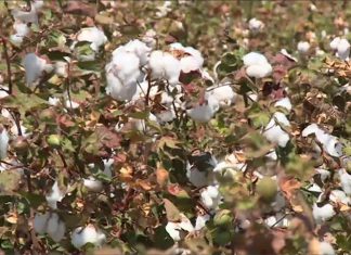 طلب عالمي متزايد علي الأقطان السودانية طلب عالمي متزايد علي الأقطان السودانية