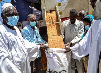 القمح الأمريكي .. هل يُنهي أزمة الخبز في السودان؟