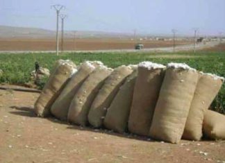 ادارة مشروع الجزيرة فتحت بلاغات ضد المزارعين بعد فشل الموسم الصيفي ادارة مشروع الجزيرة فتحت بلاغات ضد المزارعين بعد فشل الموسم الصيفي