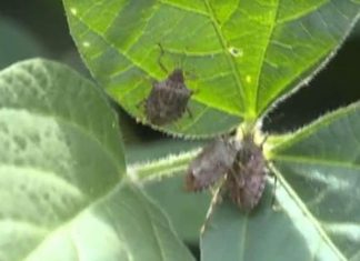 96% نسبة مكافحة آفة العنتد بالنيل الازرق 96% نسبة مكافحة آفة العنتد بالنيل الازرق