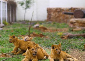 إختفاء الحيوانات البرية من ولاية جنوب كردفان إختفاء الحيوانات البرية من ولاية جنوب كردفان