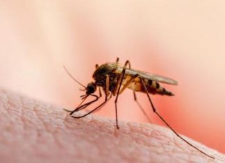 نصائح للحماية من لدغات البعوض نصائح للحماية من لدغات البعوض