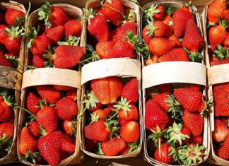 خبيرة تغذية تنصح بعدم تناول الفراولة على معدة فارغة خبيرة تغذية تنصح بعدم تناول الفراولة على معدة فارغة