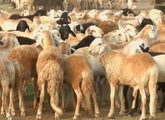 شركة تتبع للجيش السوداني تتجه لتصدير 200 ألف رأس ماشية لمصر شركة تتبع للجيش السوداني تتجه لتصدير 200 ألف رأس ماشية لمصر