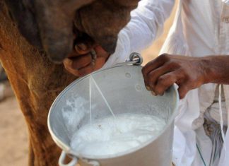 كوب من الحليب يوميًا.. دراسة تكشف “المفعول السحري” كوب من الحليب يوميًا.. دراسة تكشف “المفعول السحري”