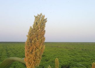 فشل صفقات لاستيراد سماد للموسم الزراعي الحالي فشل صفقات لاستيراد سماد للموسم الزراعي الحالي