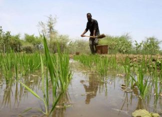 ترتيبات لزراعة الأرز بولاية نهر النيل يوليو القادم ترتيبات لزراعة الأرز بولاية نهر النيل يوليو القادم
