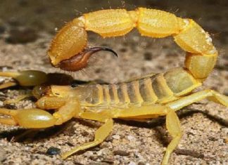 وفاة ثلاثة أطفال من جنوب السودان بلدغات العقارب بخيم ود البشير في امدرمان وفاة ثلاثة أطفال من جنوب السودان بلدغات العقارب بخيم ود البشير في امدرمان