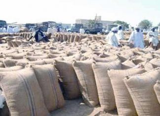 صادر الذرة.. الأسعار والإنتاج! صادر الذرة.. الأسعار والإنتاج!