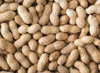 تطوير صادر الفول السوداني.. تصحيح المسار تطوير صادر الفول السوداني.. تصحيح المسار