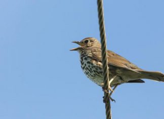 ذكاء اصطناعي يقرأ عقول العصافير ذكاء اصطناعي يقرأ عقول العصافير
