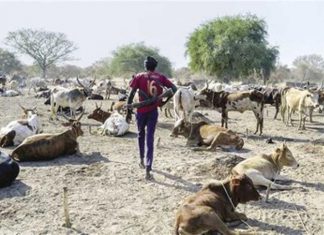جنوب السودان: قتيلان و (4) جرحى في غارة نهب للماشية في رومبيك جنوب السودان: قتيلان و (4) جرحى في غارة نهب للماشية في رومبيك