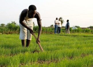 اتحاد المزارعين بجنوب كردفان يُحذر الحكومة من فشل الموسم الزراعي اتحاد المزارعين بجنوب كردفان يُحذر الحكومة من فشل الموسم الزراعي