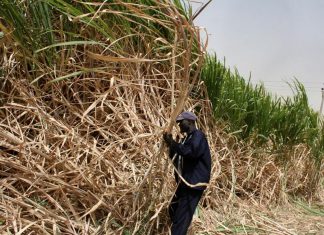 العاملون بمصانع السكر يرفعون إضرابهم العاملون بمصانع السكر يرفعون إضرابهم