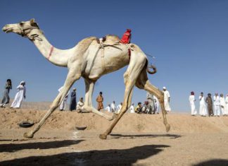 دراسة تكشف سر قدرة الإبل العربية “سفن الصحراء” على تحمل العطش الشديد دراسة تكشف سر قدرة الإبل العربية "سفن الصحراء" على تحمل العطش الشديد