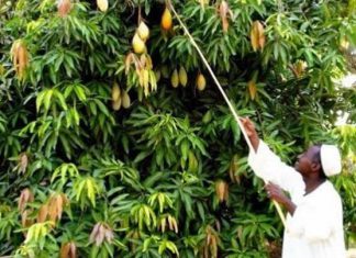 هذه الفاكهة «نفط زراعي» في السودان هذه الفاكهة «نفط زراعي» في السودان