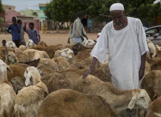 الأضحية: إرهاصات ارتفاع الأسعار الأضحية: إرهاصات ارتفاع الأسعار