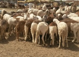 تحديد (4) ميادين لبيع خراف الأضحية بالوزن في مدينة بحري تحديد (4) ميادين لبيع خراف الأضحية بالوزن في مدينة بحري