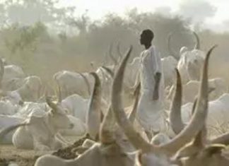 جنوب السودان: مقتل 14 شخصا وجرح 29 آخرين في غارة نهب الماشية بولاية واراب جنوب السودان: مقتل 14 شخصا وجرح 29 آخرين في غارة نهب الماشية بولاية واراب