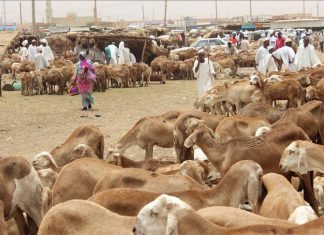 ارتفاع أسعار الأضاحي.. سعر “الخروف” يصل 168 دولارا ارتفاع أسعار الأضاحي.. سعر “الخروف” يصل 168 دولارا